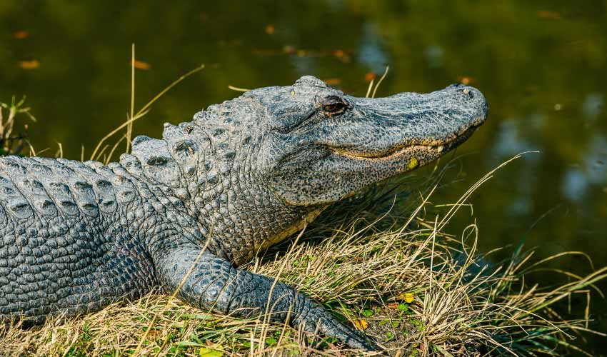 Alligator with regenerating teeth in North Myrtle Beach sits on a grassy patch by a pool of water