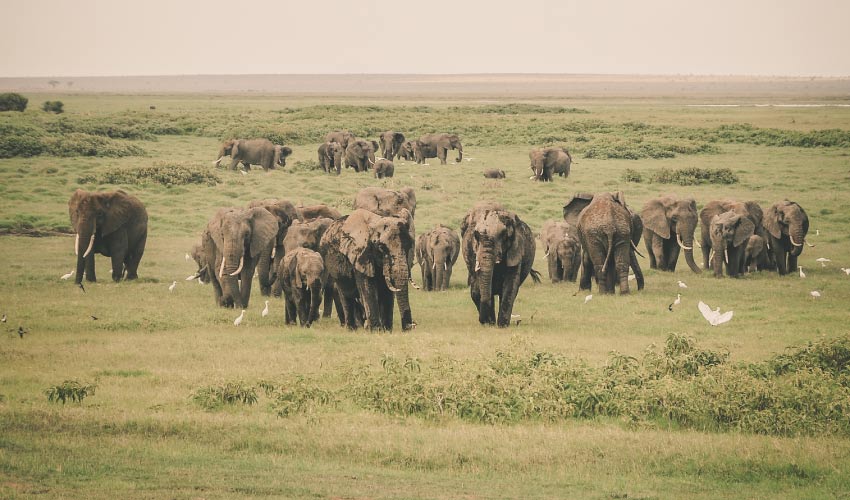 A herd of elephants with regenerating teeth graze on a green grassland