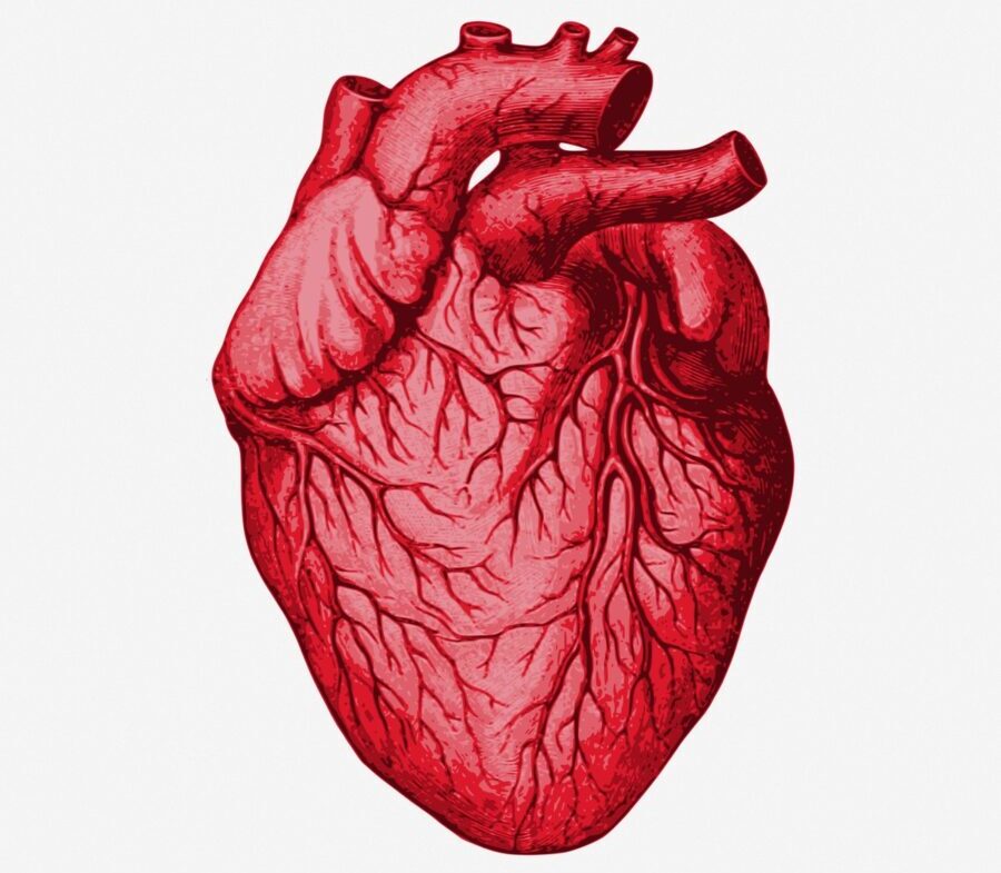 Clipart illustration of a red heart with arteries and veins