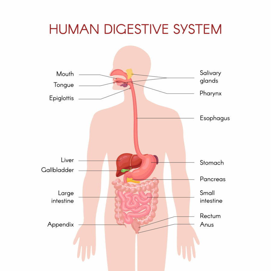 Body diagram illustrating the organs of the human digestive system